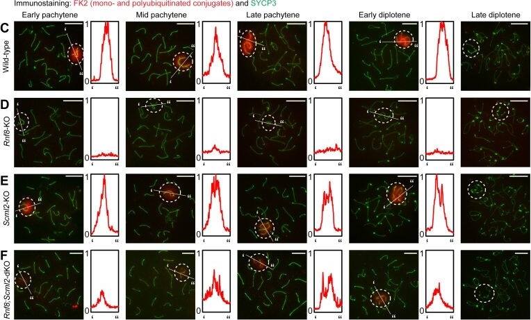 SCP3/SYCP3 Antibody