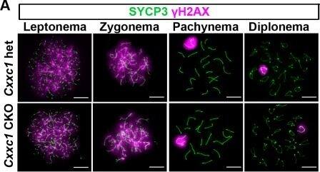 SCP3/SYCP3 Antibody