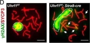 SCP3/SYCP3 Antibody - BSA Free