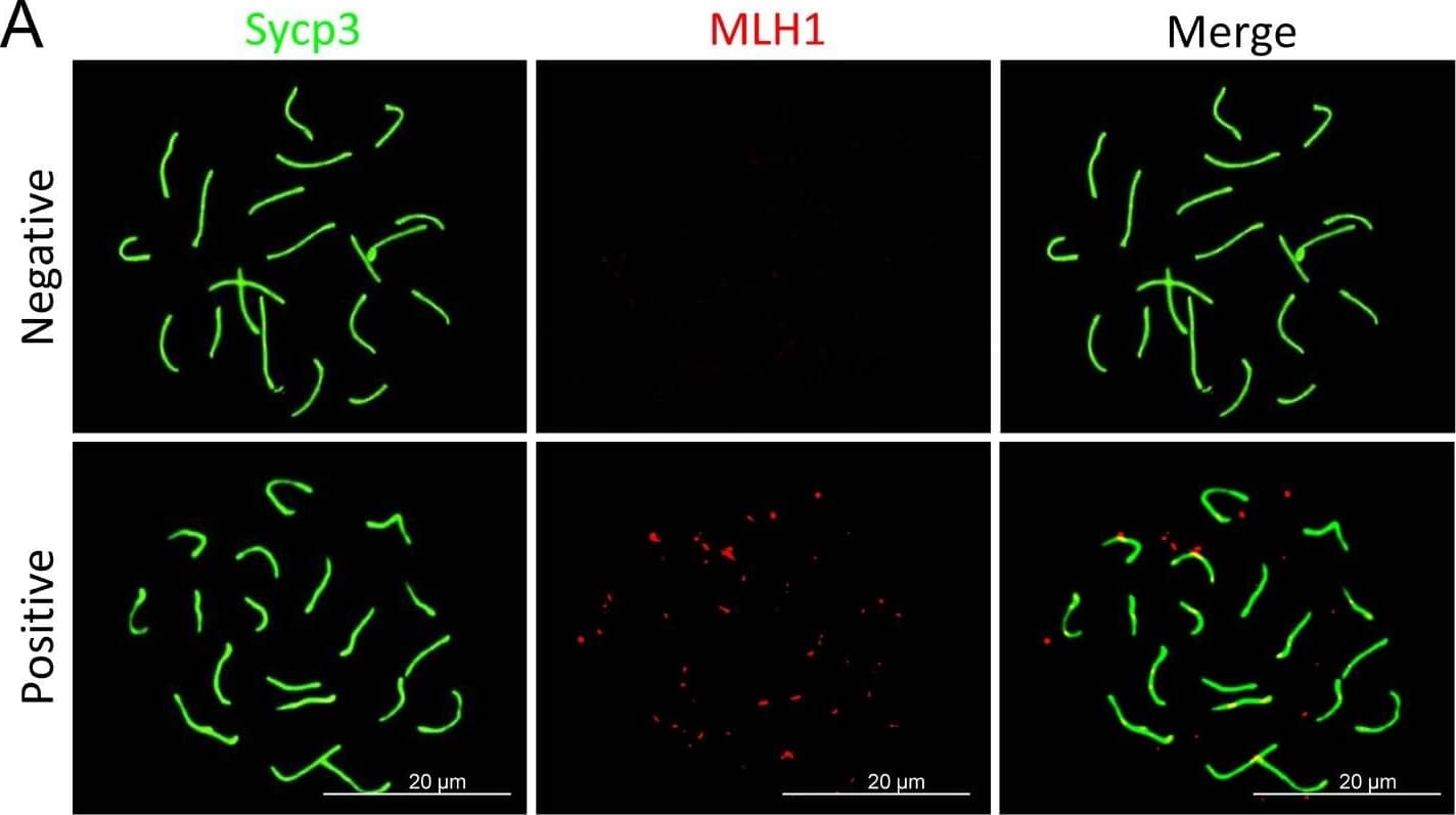 SCP3/SYCP3 Antibody - BSA Free