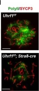 SCP3/SYCP3 Antibody - BSA Free