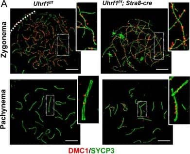 SCP3/SYCP3 Antibody - BSA Free