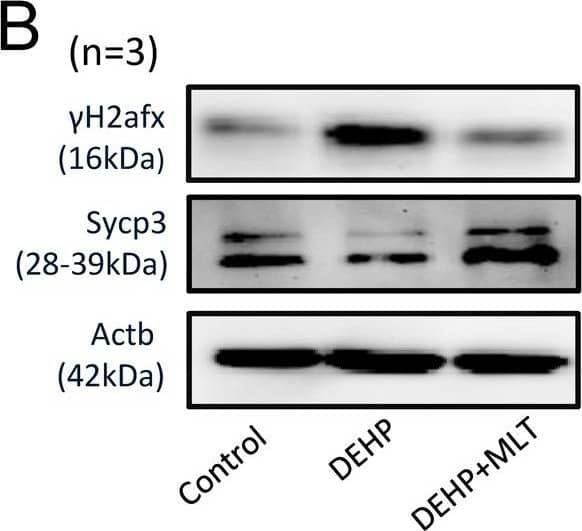 SCP3/SYCP3 Antibody - BSA Free