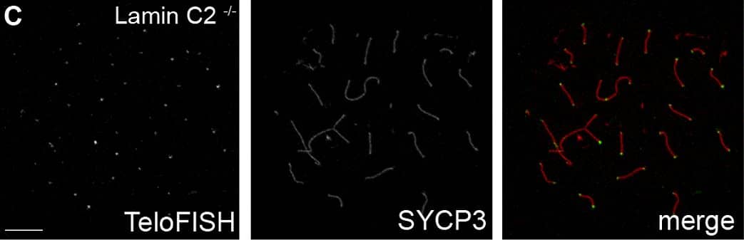 SCP3/SYCP3 Antibody - BSA Free