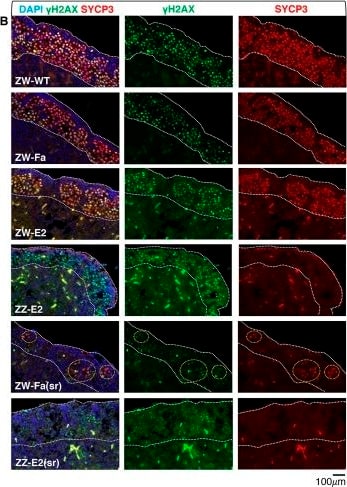 SCP3/SYCP3 Antibody - BSA Free