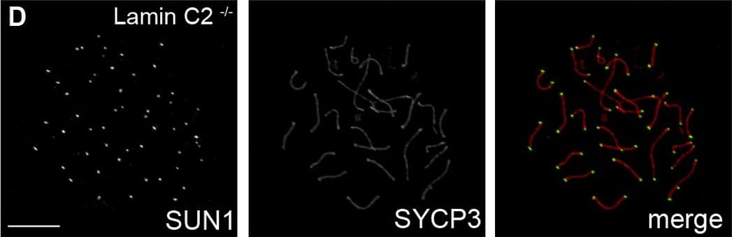 SCP3/SYCP3 Antibody - BSA Free