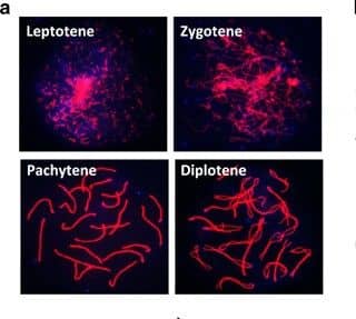 SCP3/SYCP3 Antibody - BSA Free