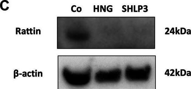 Rattin Antibody - BSA Free