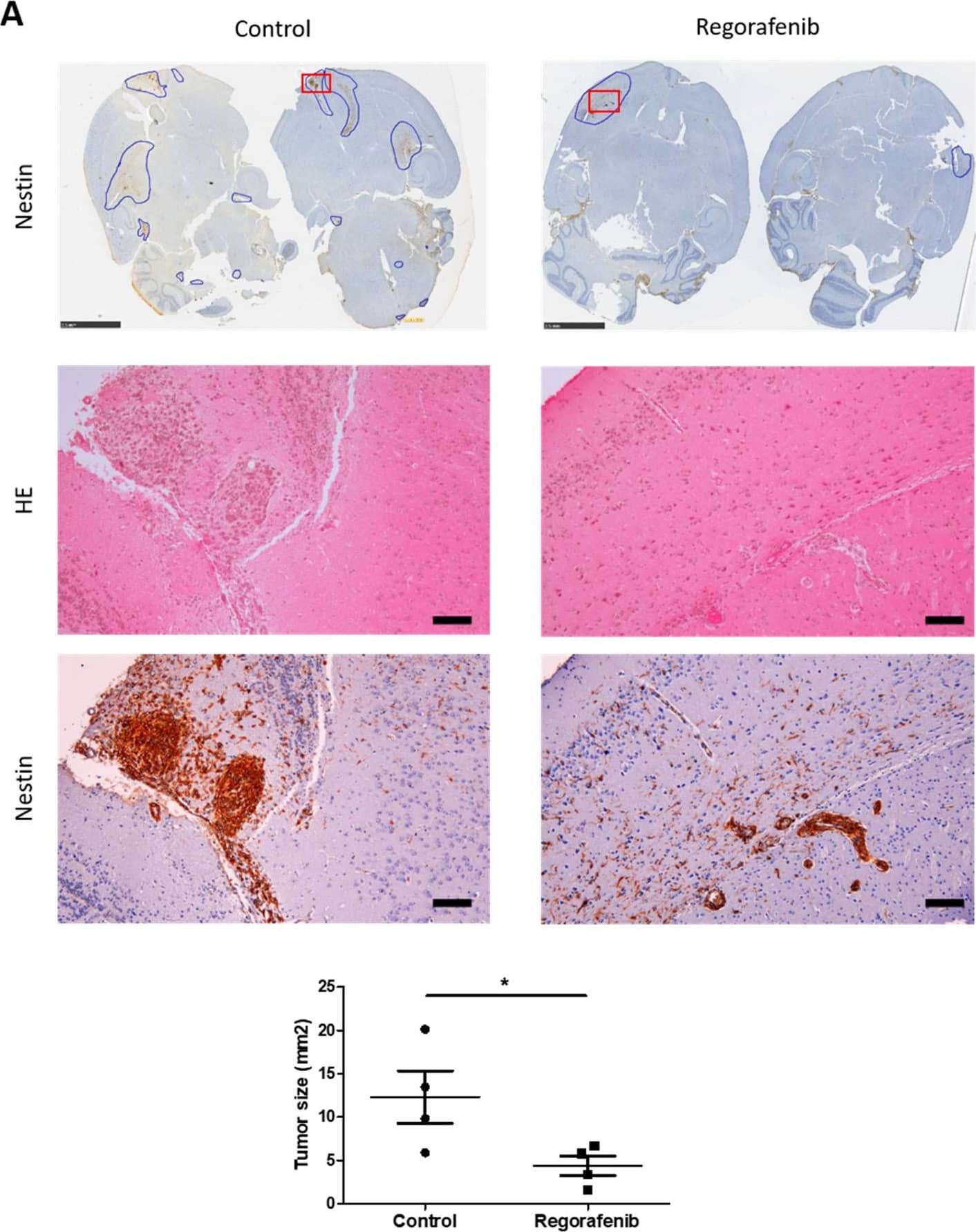 Nestin Antibody (10C2) - BSA Free