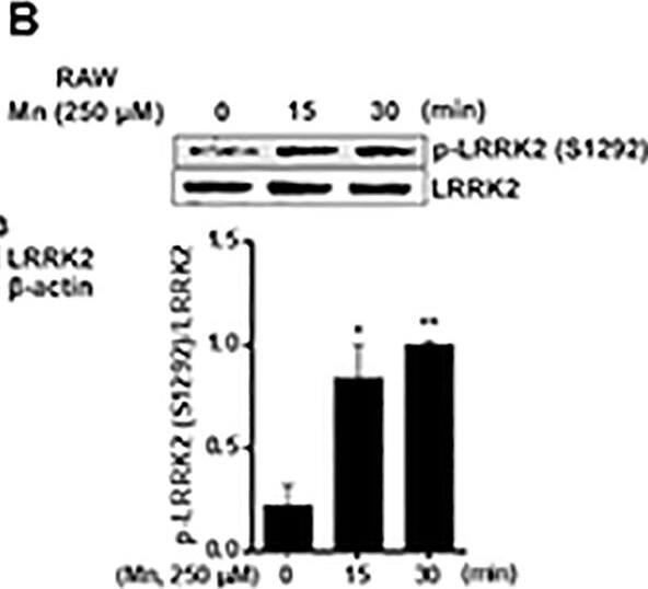 LRRK2 Antibody - BSA Free