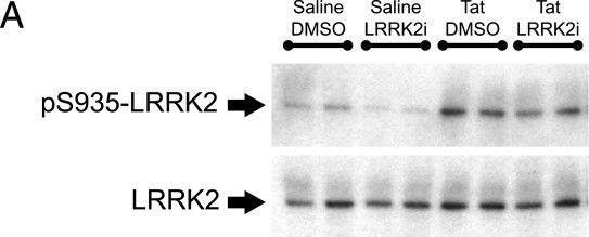 LRRK2 Antibody - BSA Free