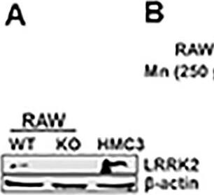 LRRK2 Antibody - BSA Free