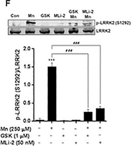 LRRK2 Antibody - BSA Free