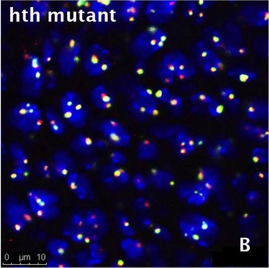 Fibrillarin Antibody (38F3)