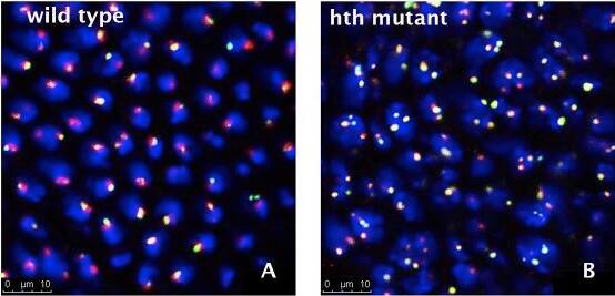 Fibrillarin Antibody (38F3)