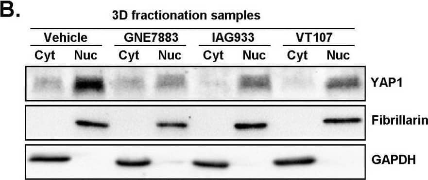 Fibrillarin Antibody (38F3)
