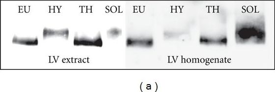 MYH6 Antibody (3-48) - Azide and BSA Free