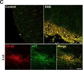 xCT Antibody - BSA Free