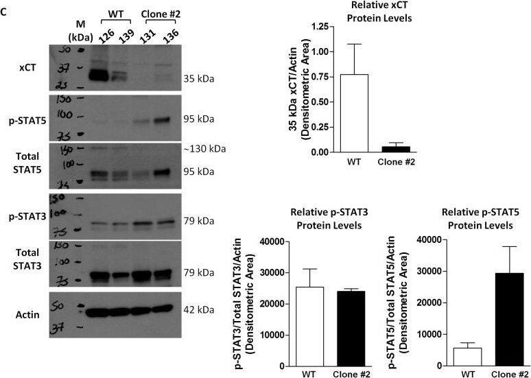 xCT Antibody - BSA Free
