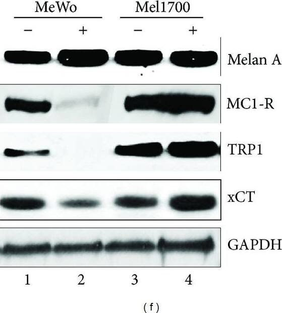 xCT Antibody - BSA Free