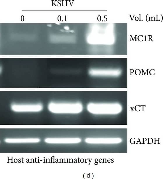xCT Antibody - BSA Free