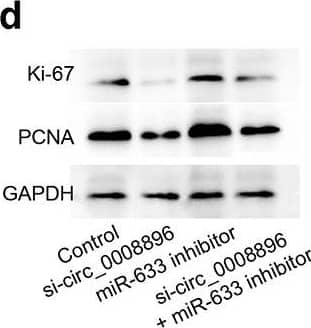 GAPDH Antibody