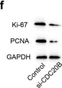 GAPDH Antibody