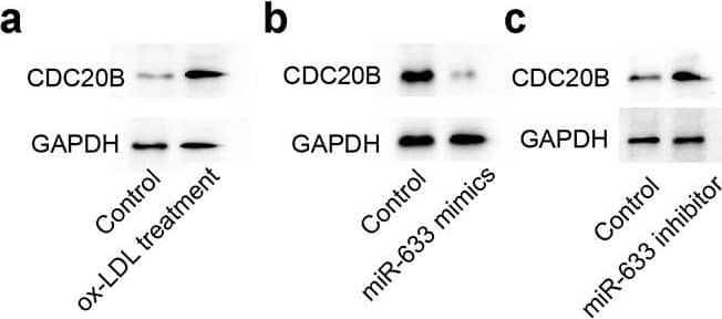 GAPDH Antibody