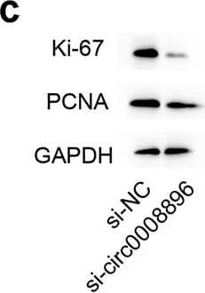 GAPDH Antibody