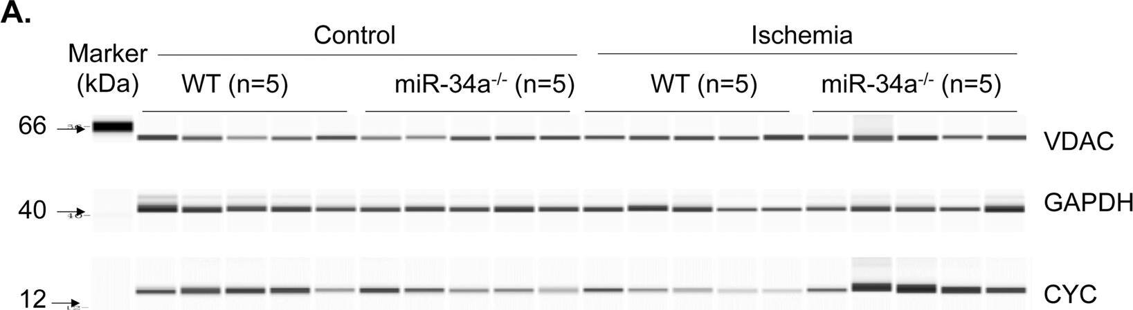 GAPDH Antibody