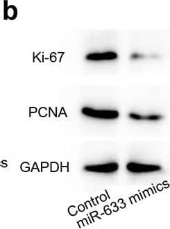GAPDH Antibody