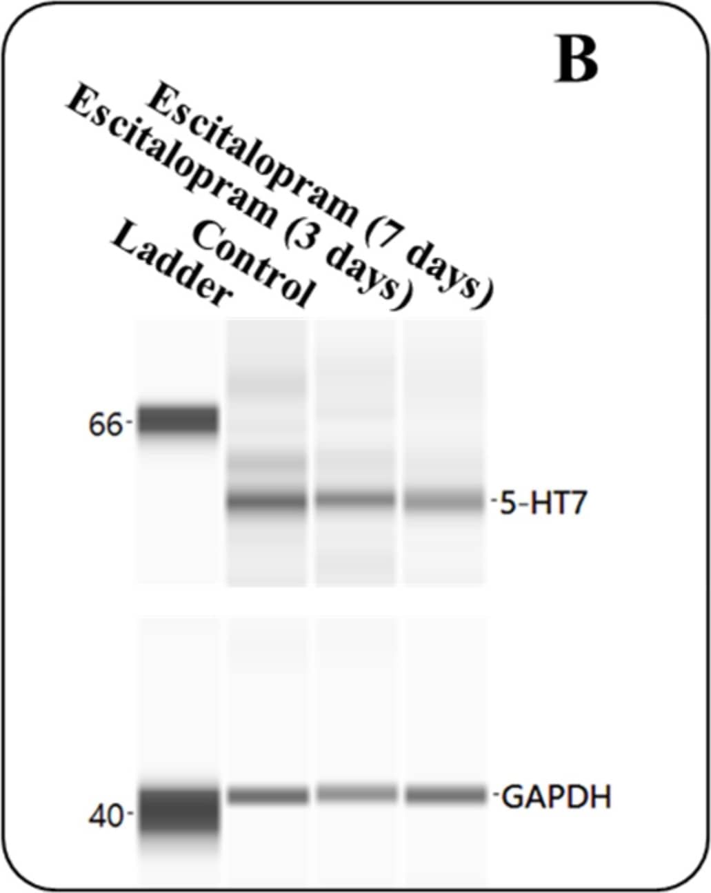 GAPDH Antibody