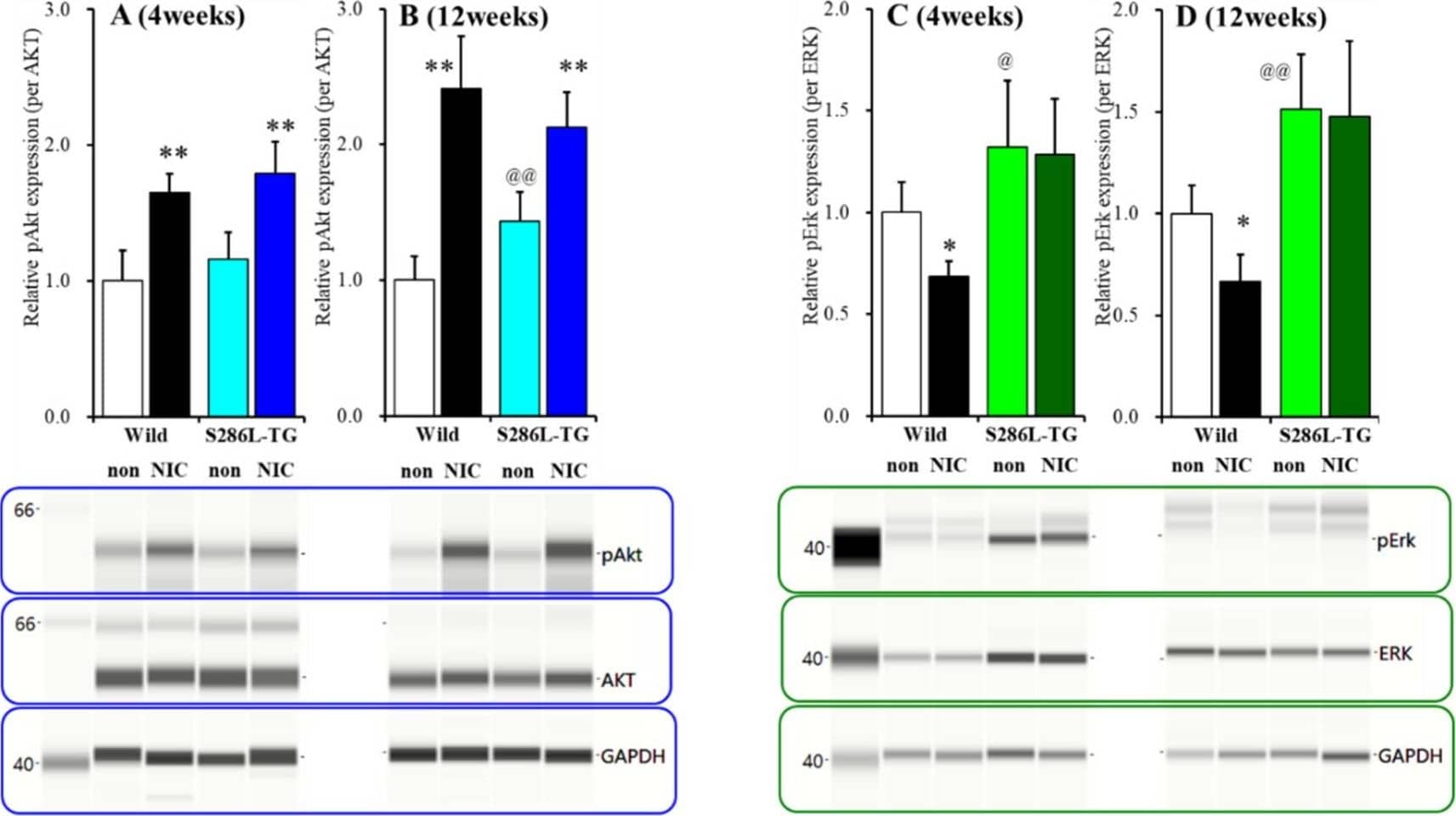 GAPDH Antibody