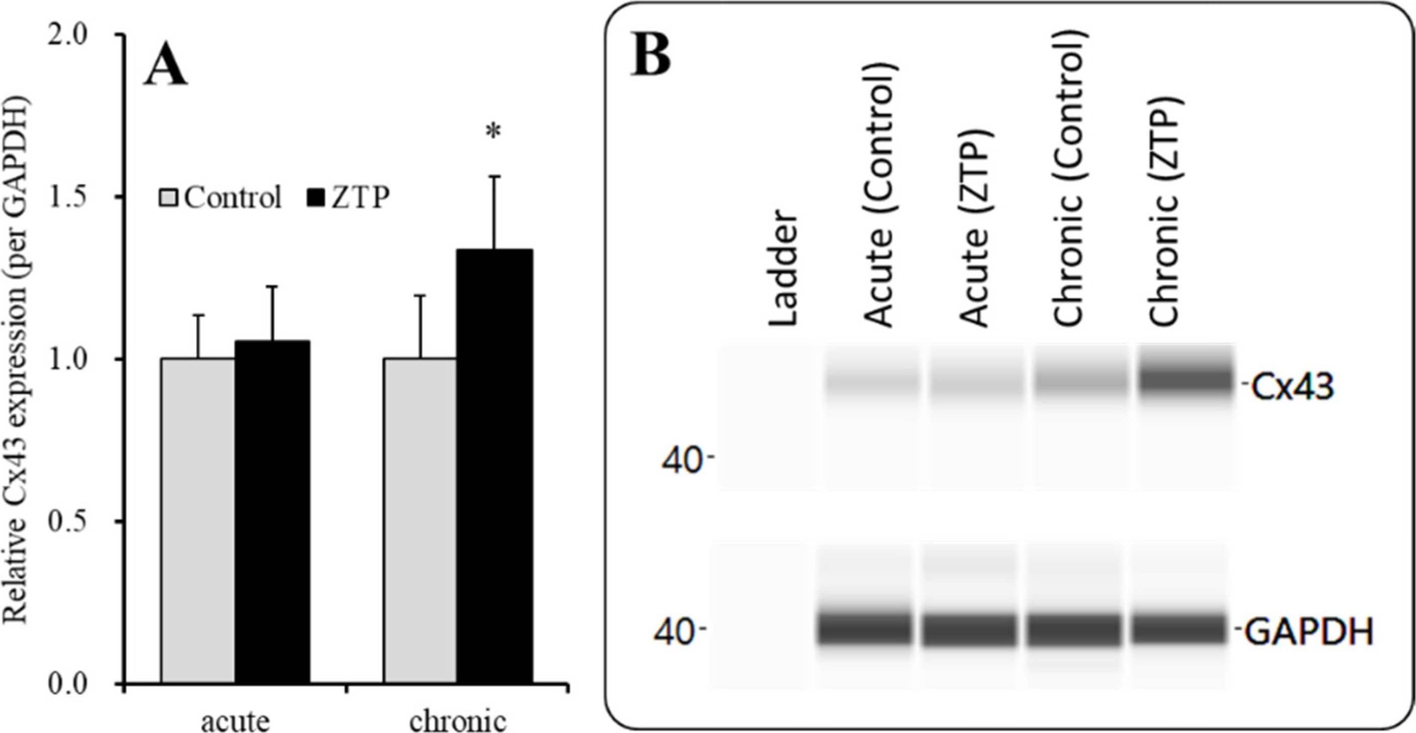 GAPDH Antibody