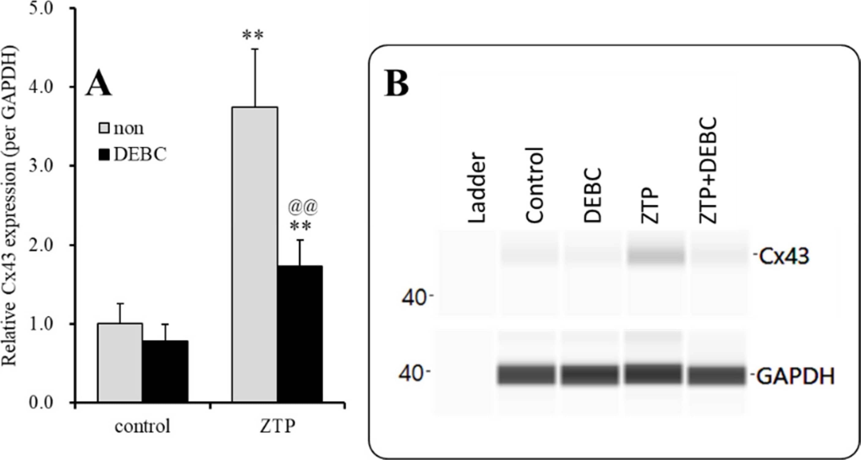 GAPDH Antibody