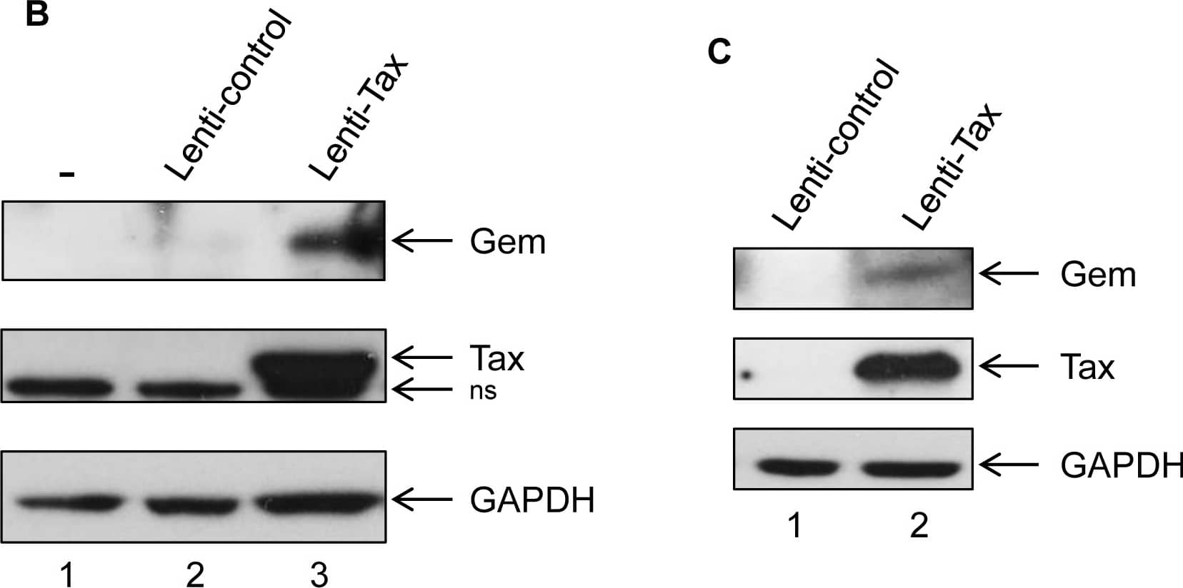 GAPDH Antibody