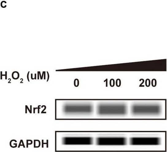 GAPDH Antibody