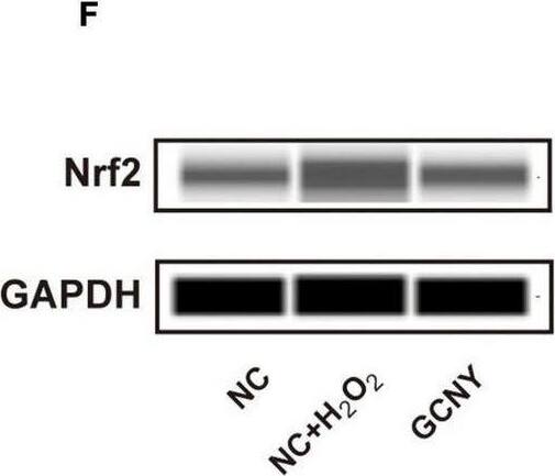 GAPDH Antibody