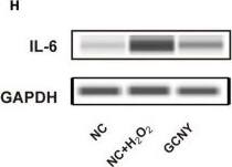 GAPDH Antibody