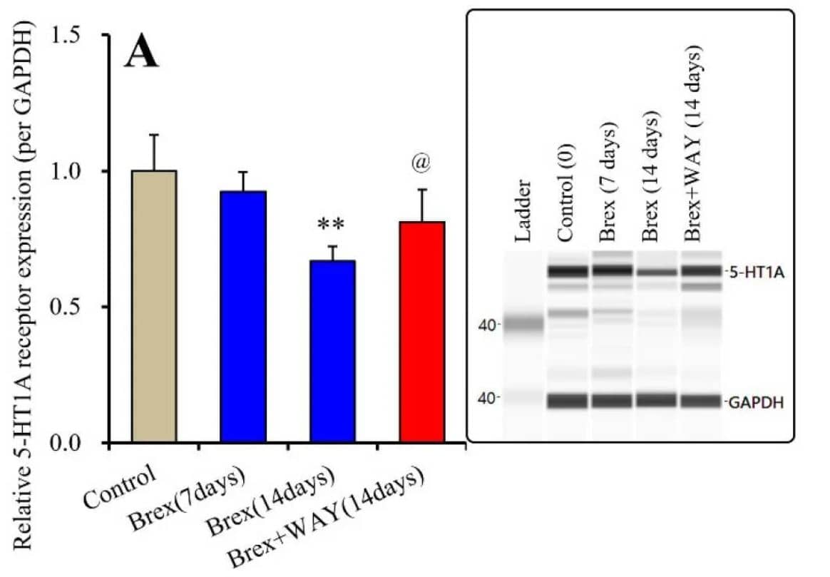 GAPDH Antibody