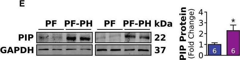 GAPDH Antibody