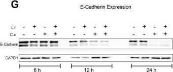 GAPDH Antibody