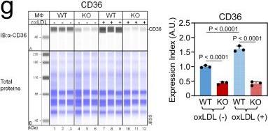 CD36 Antibody - BSA Free Simple Western: CD36 Antibody - BSA Free [NB400-145] -