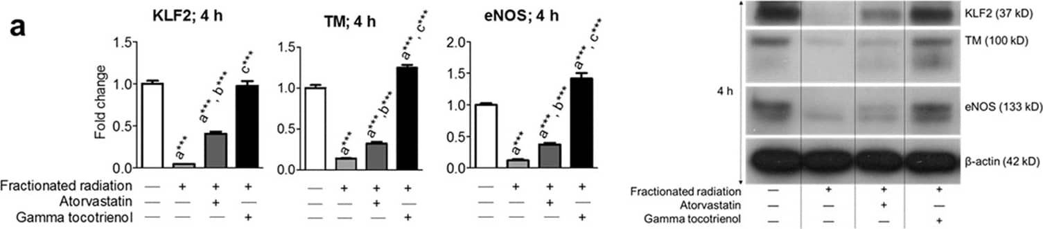 eNOS Antibody - BSA Free