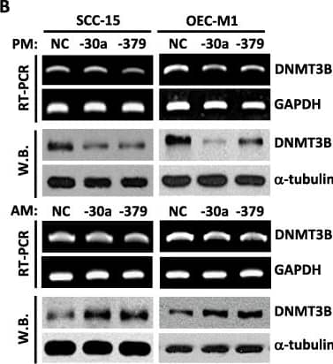 DNMT3B Antibody