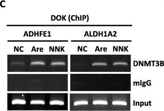 DNMT3B Antibody