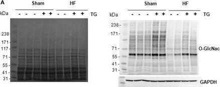O-GlcNAc Antibody (RL2) - BSA Free
