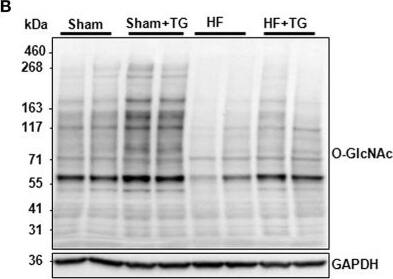 O-GlcNAc Antibody (RL2) - BSA Free