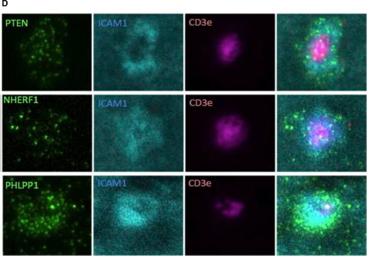 NHERF-1 Antibody