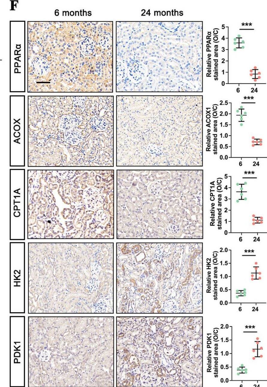 PPAR alpha/NR1C1 Antibody (3B6/PPAR) - BSA Free